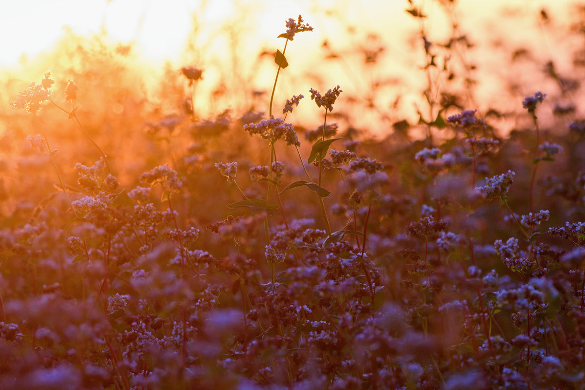 Seasonal skincare tips with the Lumière LED mask