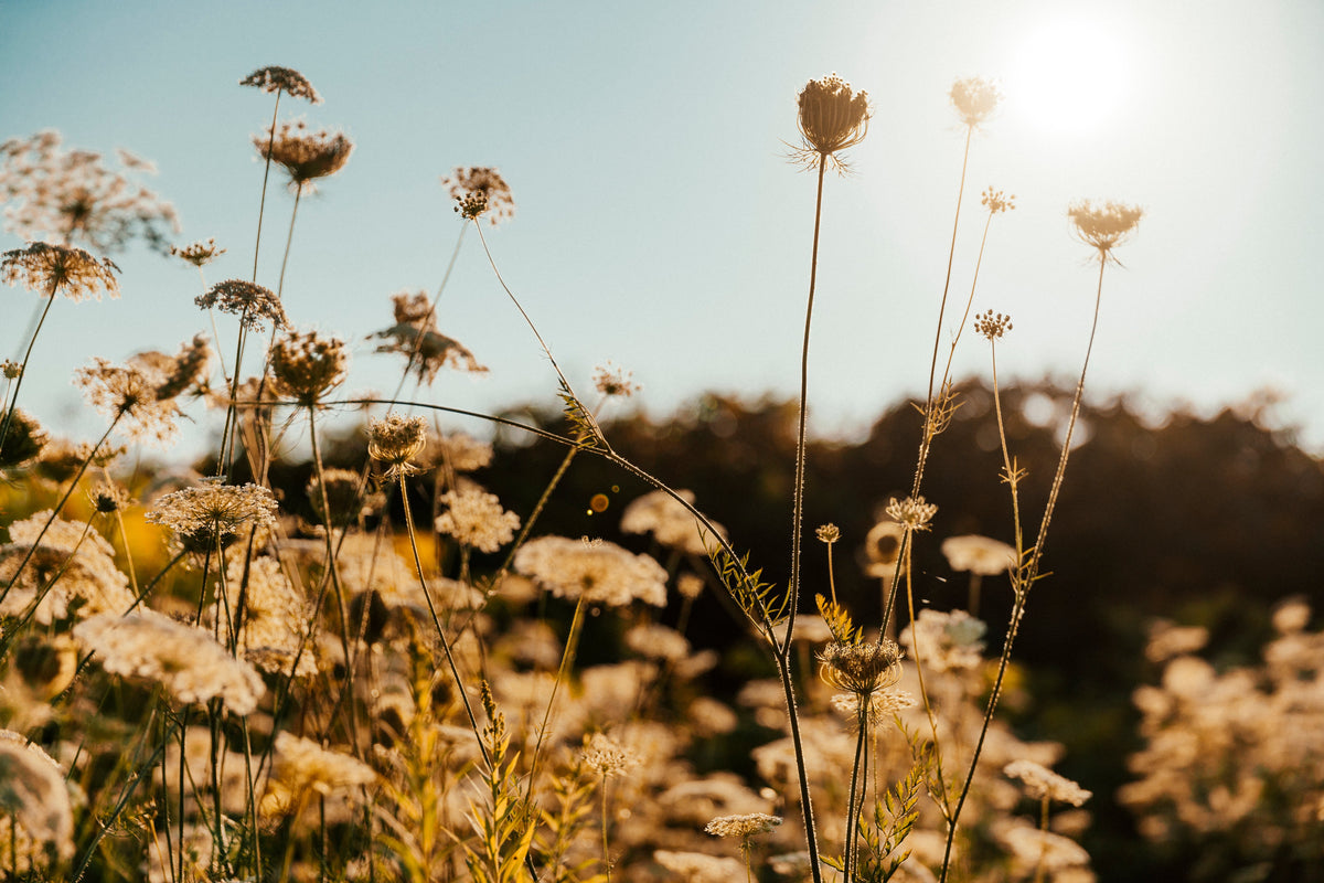 Spring skincare and the liver season – yellow light mode of the Lumière LED mask